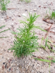 Tagetes filifolia