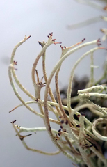 Cladonia capitellata