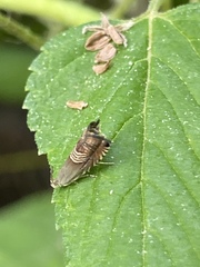 Grapholita tristrigana