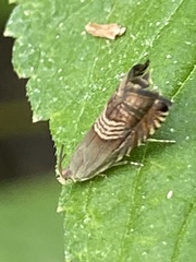 Grapholita tristrigana