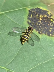 Xanthogramma flavipes