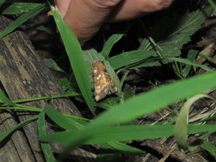 Papaipema leucostigma