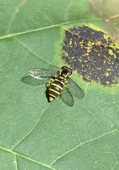 Xanthogramma flavipes