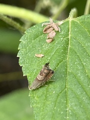 Grapholita tristrigana