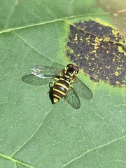 Xanthogramma flavipes