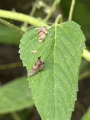 Grapholita tristrigana