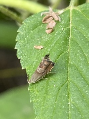 Grapholita tristrigana