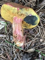 Boletus miniatopallescens