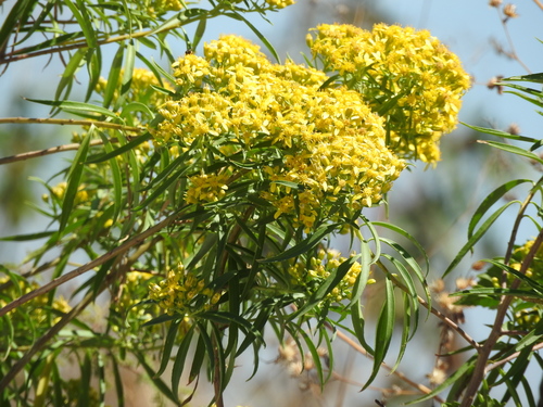 Willow Ragwort