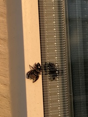 Phidippus audax
