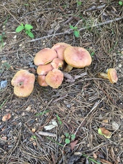 Boletus miniatopallescens