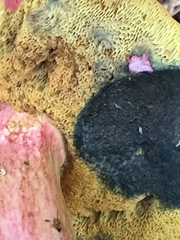 Boletus miniatopallescens