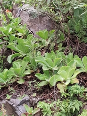 Echeveria gibbiflora
