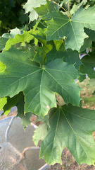Acer platanoides
