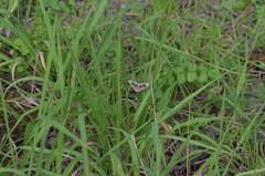Scotopteryx moeniata