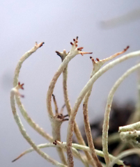 Cladonia capitellata