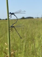 Lestes unguiculatus