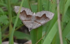 Scotopteryx moeniata