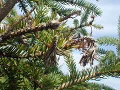 Sirococcus conigenus