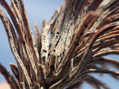 Sirococcus conigenus