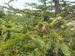 Sirococcus conigenus