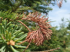 Sirococcus conigenus