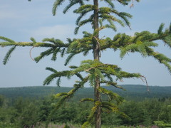 Sirococcus conigenus