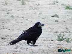 Corvus frugilegus