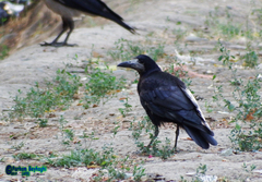 Corvus frugilegus