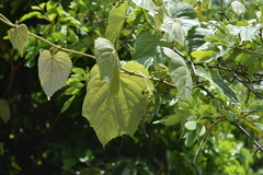Ampelocissus acapulcensis