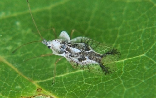 Leptopharsa, 2020-08-26