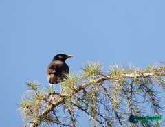 Acridotheres tristis