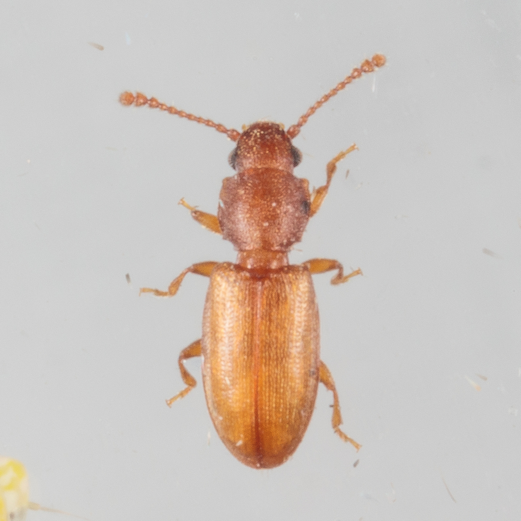 Ahasverus rectus