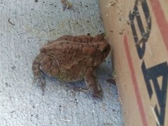 Anaxyrus americanus charlesmithi