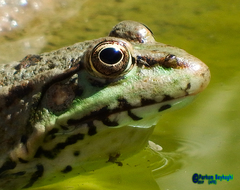 Pelophylax