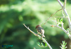 Passer montanus