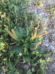 Plantago