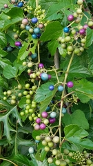 Ampelopsis glandulosa