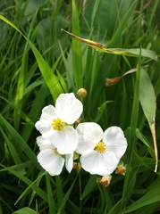 Sagittaria latifolia