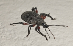 Otiorhynchus rhacusensis