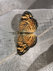 Phyciodes tharos riocolorado
