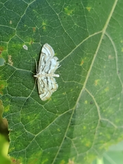 Parapoynx badiusalis