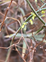 Eriogonum leptocladon