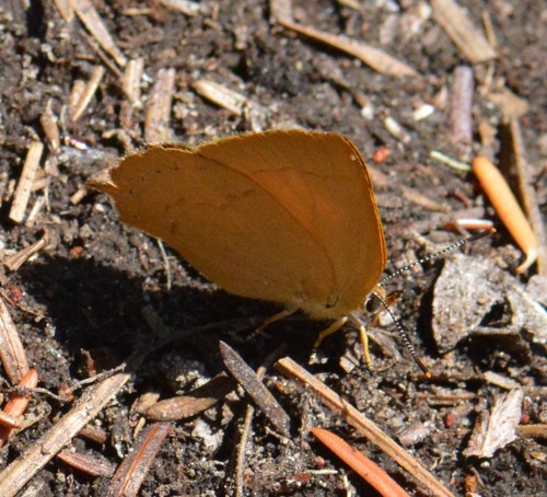 Golden Hairstreak photo 4