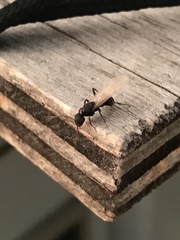 Camponotus mina