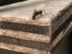 Camponotus mina