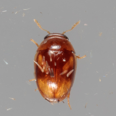 Neolitochrus pulchellus