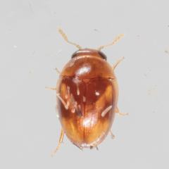 Neolitochrus pulchellus