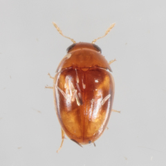 Neolitochrus pulchellus