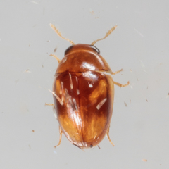 Neolitochrus pulchellus